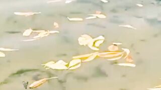 Nglihat ikan pari di empang