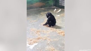 Funny monkey videos!!! Try not to laugh