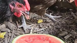 Ayam makan semangka