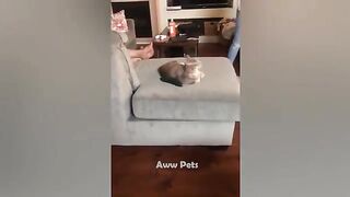 Cats vs Cucumber
