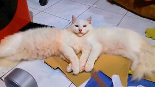 UNUSUAL MEMES COMPILATION V223 2