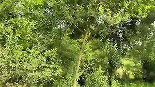 Relaxing flute music beautiful