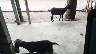 The goats are meeting in front of my shop.