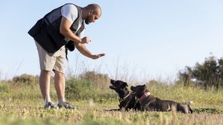 Dog traning