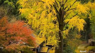 Traveling japan