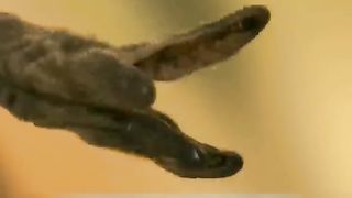 an insect that depends on human life