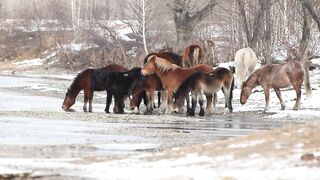 Beautiful Nature Video and Music HD | HD Horses Video | Relaxing Nature Video