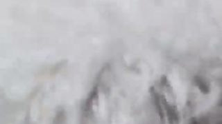 Funny video dog 2