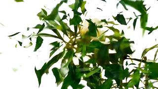 Sulman Khan |best movie scene full hd