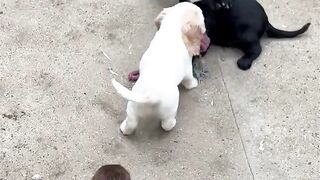 Puppies are playing