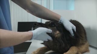 The Ultimate Dog Health Guide