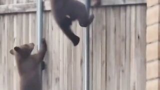 ZOO WORLD 8