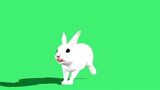 Green screen Rabbit