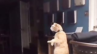 emotional kitty