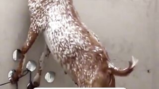 Bakkree Bhee Shikayat Karty Haiy