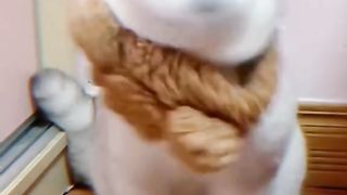 Funny cat love 2