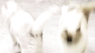 Kucing cute funny football