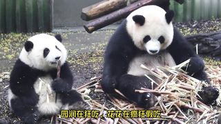 The giant panda garden takes Huahua to eat bamboo shoots, but Huahua has been eating for a long time without eating anything