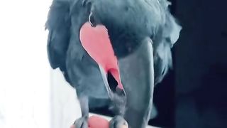 Birds 14