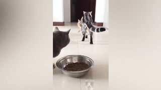 Can you watch without laughing? 100%Impossible