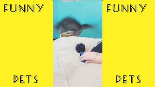 Funny animals -  Funny cats / dogs -  Funny animal videos 2023  -