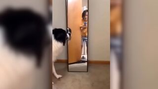 Funny animals [ Why I love animals ] #1