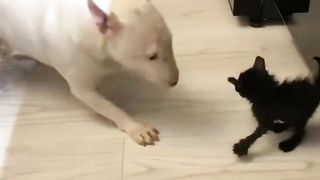 Cat versus Bull Terrier