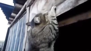 tik tok 55