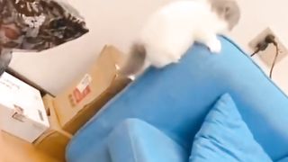 Happy kitten heals your unhappiness