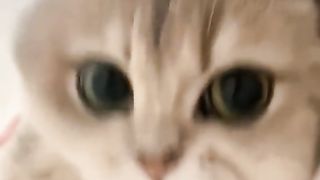 Let the happy kitten heal your unhappiness