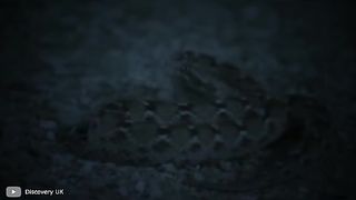 ТАРАЛЕЖ : ЗМИЯ ZOO WORLD