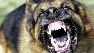 Angry Dog 2