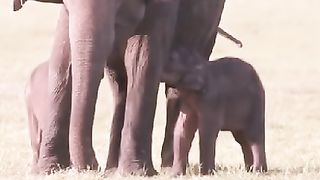 Elephant affection