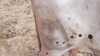 Cow ????????????????????