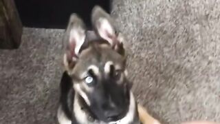Funniest DOGS Ever ???? Best Funny Doggo Videos Compilation (2023)