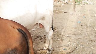 Cow for sale 2