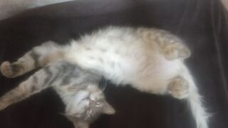 Funny epic cats fails LOL HAHA :)