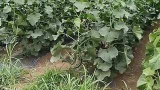 ЗЕЛЕНЧУКОВА ФЕРМА  СЕЛО КРУША