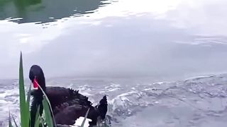 Hydraulic Excavator  FROM NATURE!