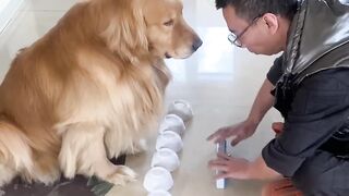 smartdogs-smartdog-funnyanimals_5.