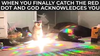 BEST CAT MEMES 4