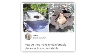 best cat memes