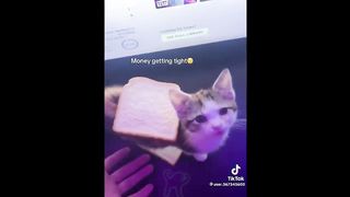 funniest cat memes