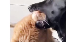 The revenge of cats on dogs after a long period of training