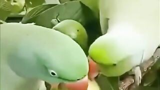 Parrot ringneck #parrot #viral