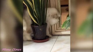 ????| Try Not To Laugh Baby | ???? Alaskan Malamute Cutest and Funniest Moments New Compilation