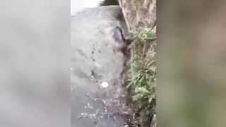 funny animal videos 2023 ???????? funniest animals 2023 ???? funniest animals ever ???????? funniest cats and dogs