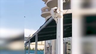 Chats mignons et drôles ???? / Vidéos d'animaux drôles ???? / Top 2023