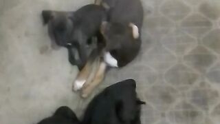 Os cachorros