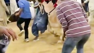 Biggeast  bull in eid